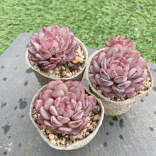 画像をギャラリービューアに読み込む, ルビン
