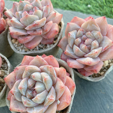 画像をギャラリービューアに読み込む, ダイヤモンドジェニー
