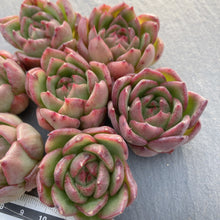 画像をギャラリービューアに読み込む, チリアン
