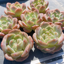 画像をギャラリービューアに読み込む, スノータワー10枚
