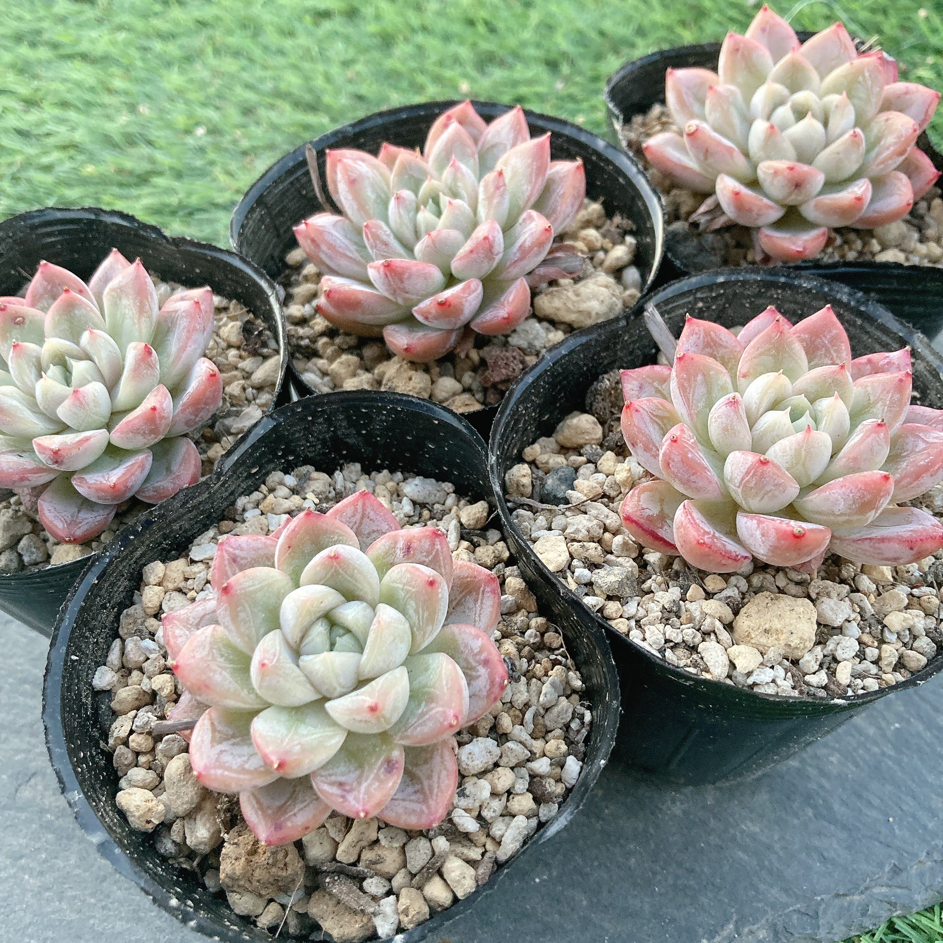 多肉植物❤️確認ページとなります。お買い上げにならないようお願い致します。 残りの多肉＋αで大きな寄せ植え＆イベントに行くなら