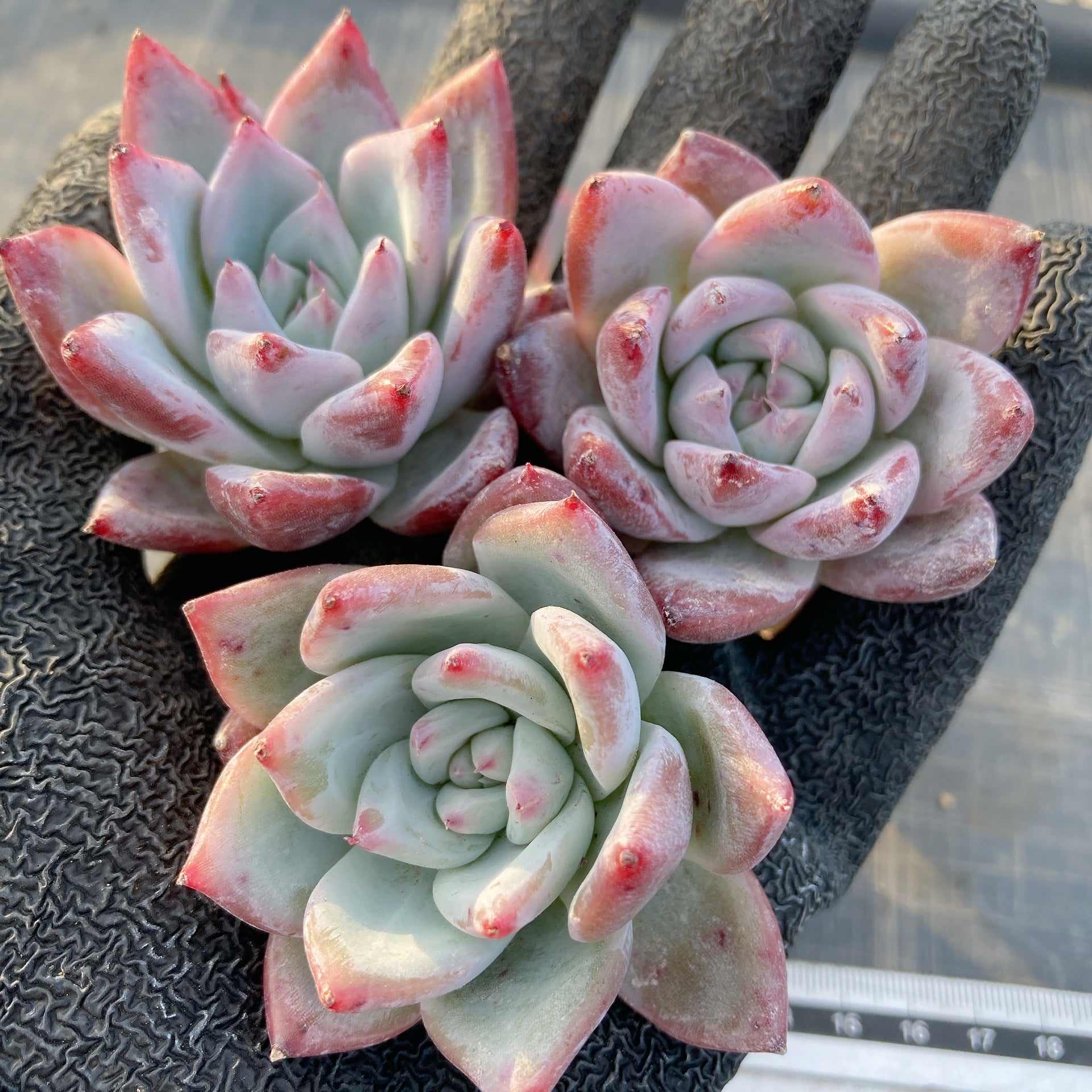 No.532 ❁オレンジライト❁ 抜き苗 多肉植物 寄せ植え No.532 ❁オレンジライト❁ 抜き苗 多肉植物 寄せ植え No.532