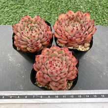 画像をギャラリービューアに読み込む, スターズ
