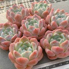 画像をギャラリービューアに読み込む, キャンディメモリー
